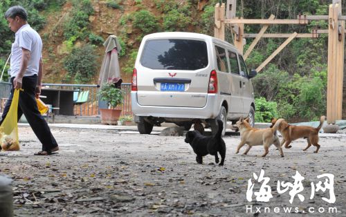 这群流浪狗还在空地上乱跑，威胁着路人的安全