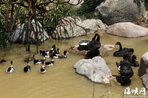 记者在下湖发现，这里已经饲养了几十只绿头鸭、雁鹅和黑天鹅